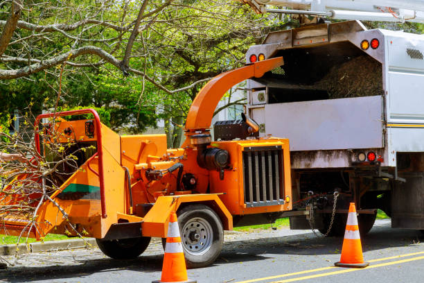 Tree Root Removal in Anadarko, OK